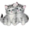😽
