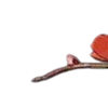 🏵