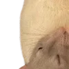 🐀
