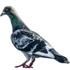 🐦