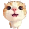 🐱