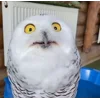 🙈