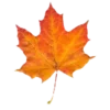 🍁
