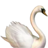 🦢