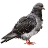 🐦‍⬛