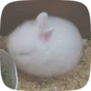 🥚