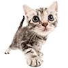 🐱