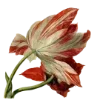 🌷