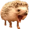 🦔
