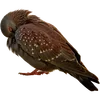 🐦