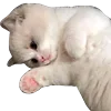 🐱