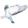 🦅