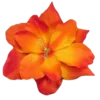 🏵️