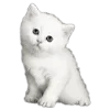 🐱