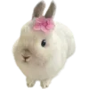 🐇