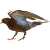 🦤