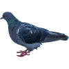 🐦