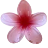 🌺