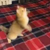 😻