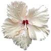 🌺