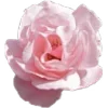 🌸