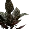 🌿