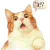 🐱
