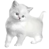 😿