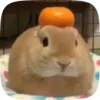 🍊