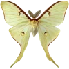 🦋