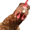 🐓