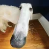 🥺