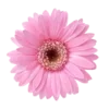 🌸