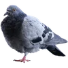 🐦