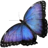 🦋