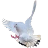🕊️