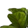 🌿