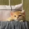 😼