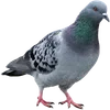 🐦