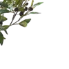 🌿