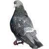🐦