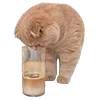 🐈