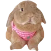 🐇