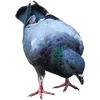 🐦