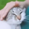 🐈
