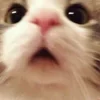 🐱
