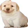 doggies — Telegram emoji pack