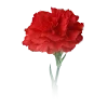 🌹