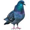 🦚
