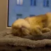 💤